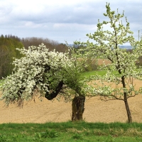 Stařec a jaro