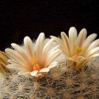 Mammillaria candida