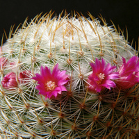 Mammillaria donatii