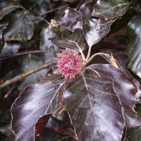  Malý obrazový atlas rostlin: Buk lesní purpurový
