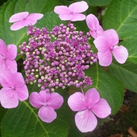 Hortensie