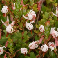 Malý obrazový atlas rostlin: Klikva velkoplodá (Vaccinium macrocarpon Aiton, 1789)