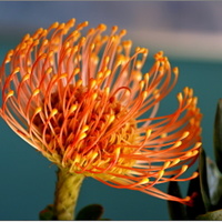 Protea