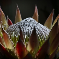 Protea