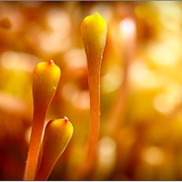 Protea