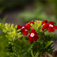 Verbena.