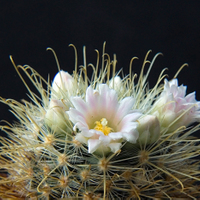 Mammillaria cowperae