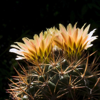 Pyrhocactus horridus