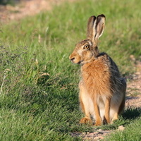 veterán