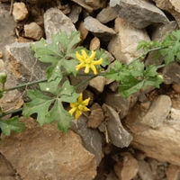 Malý obrazový atlas rostlin: Inbervillea sonorae (S.Watson) Greene