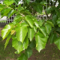  Malý obrazový atlas rostlin: Líska turecká (Corylus colurna L., 1753)