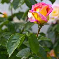 Májová růže 