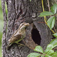 krutihlav