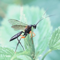 Pimpla - Lumek dráždivý