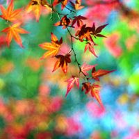 Color