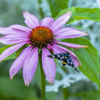Echinacea purpurea.