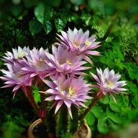 Echinopsis oxigona