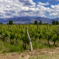 Malbec