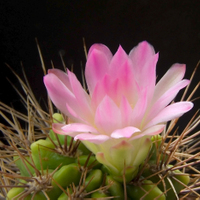 Gymnocalycium gorridispinum