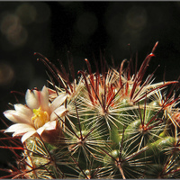 Mammillaria jaliscana