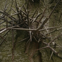 Malý obrazový atlas rostlin: Dřezovec trojtrnný (Gleditsia triacanthos L., 1753)