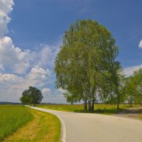 Letní krajina 