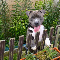 Pitbull coby mazlik