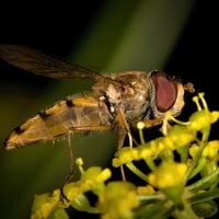 Pestřenka