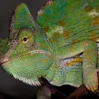 Chameleon