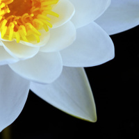 Jmenuji se Nymphaea