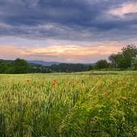 Podvečerní