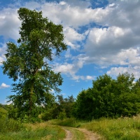 Letní krajina