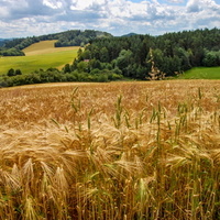 Roste zlato