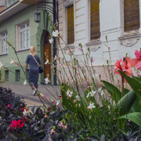 Slečna 
