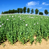 Makové pole
