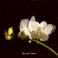 orchidej