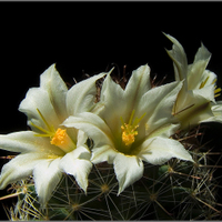 Mammillaria louisae