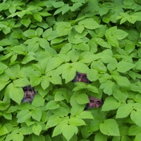 V podrostu