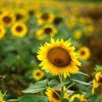 Helianthus annuus