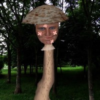 Dědečkův atlas hub - Bedla odřená - Macrolepiota excoriata (Schaeff. ex Fr.) Acker-Soh.