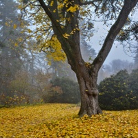 Žlutý koberec