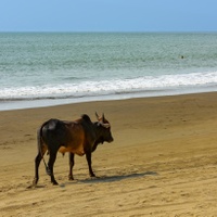 Goa