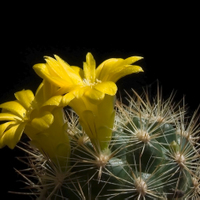 Weingartia pungensis