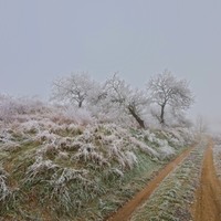 Cesta 