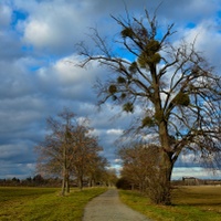 Novodvorská alej