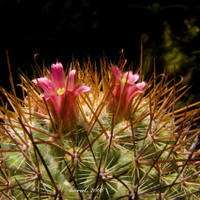 Mammillaria pulmihamata