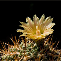Pyrhocactus horridus