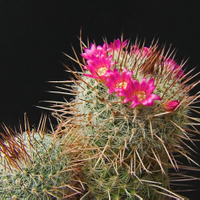 Mammillaria parkinsonii