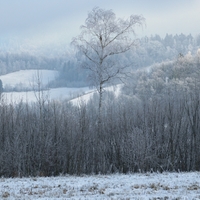 Ranní