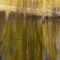 vrba